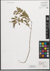 Foto von Salix purpurea L.